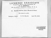Image Associated With the Occurence